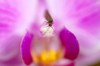 Une femelle (Trichoptre - Psychomyiidae - Tinodes waeneri)  